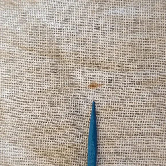 NWT Anthropologie Blue Cactus Sea of Saguaros Square Scarf - Picture 9 of 10